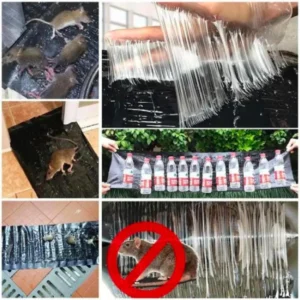 120x28cm ] Effective Rat Killer Glue Mat, Lizards, Snakes & Cockroach killer Glue Mats, Mouse And mice Trap Blanket, And Sticky Rodent Catcher Sheet - Pest Control Solutions