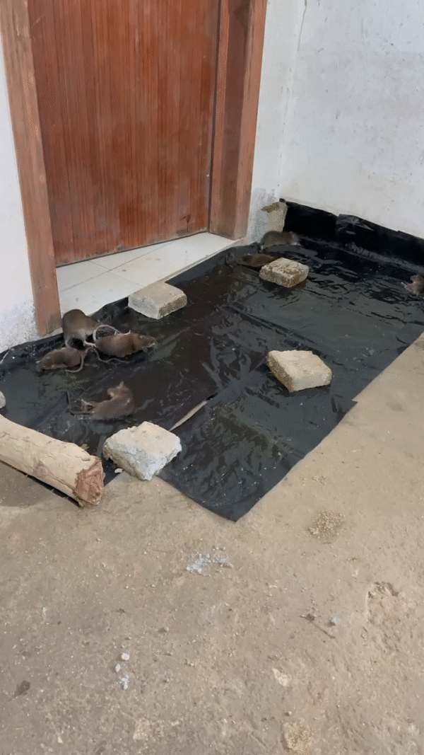 120x28cm ] Effective Rat Killer Glue Mat, Lizards, Snakes & Cockroach killer Glue Mats, Mouse And mice Trap Blanket, And Sticky Rodent Catcher Sheet - Pest Control Solutions